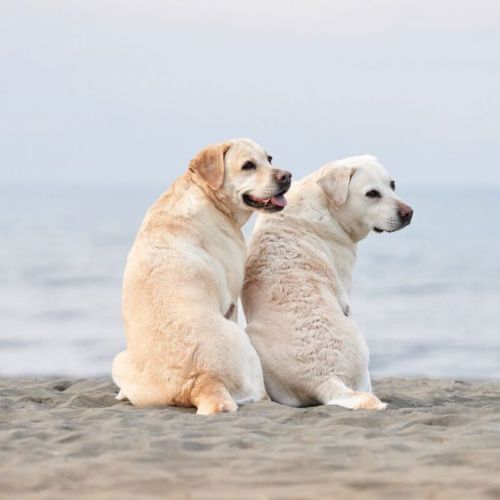 Naturheilpraxis für Tiere in Saarbrücken